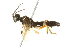  (Allantus albolabris - 10BBCHY-3922)  @13 [ ] CreativeCommons - Attribution (2011) CBG Photography Group Centre for Biodiversity Genomics