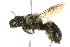  (Osmia juxta - 10BBCHY-3264)  @14 [ ] CreativeCommons - Attribution (2011) CBG Photography Group Centre for Biodiversity Genomics