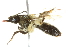  ( - 10BBCHY-3268)  @13 [ ] CreativeCommons - Attribution (2011) CBG Photography Group Centre for Biodiversity Genomics
