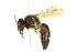  ( - 10BBCHY-3276)  @14 [ ] CreativeCommons - Attribution (2011) CBG Photography Group Centre for Biodiversity Genomics