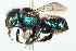  (Osmia bella - 10BBCHY-3313)  @14 [ ] CreativeCommons - Attribution (2011) CBG Photography Group Centre for Biodiversity Genomics