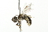  ( - 10BBCHY-3330)  @13 [ ] CreativeCommons - Attribution (2011) CBG Photography Group Centre for Biodiversity Genomics