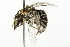  (Colletes phaceliae - 10BBCHY-3342)  @14 [ ] CreativeCommons - Attribution (2011) CBG Photography Group Centre for Biodiversity Genomics