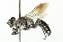  ( - 10BBCHY-3343)  @13 [ ] CreativeCommons - Attribution (2011) CBG Photography Group Centre for Biodiversity Genomics