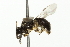  ( - 10BBCHY-3345)  @12 [ ] CreativeCommons - Attribution (2011) CBG Photography Group Centre for Biodiversity Genomics
