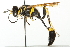  ( - 10BBCHY-3351)  @13 [ ] CreativeCommons - Attribution (2011) CBG Photography Group Centre for Biodiversity Genomics