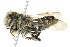  (Coelioxys porterae - 10BBCHY-3361)  @14 [ ] CreativeCommons - Attribution (2011) CBG Photography Group Centre for Biodiversity Genomics
