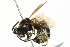  ( - 10BBCHY-3371)  @13 [ ] CreativeCommons - Attribution (2011) CBG Photography Group Centre for Biodiversity Genomics