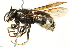  ( - 10BBCHY-3373)  @14 [ ] CreativeCommons - Attribution (2011) CBG Photography Group Centre for Biodiversity Genomics