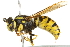  ( - 10BBCHY-3401)  @14 [ ] CreativeCommons - Attribution (2011) CBG Photography Group Centre for Biodiversity Genomics