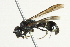  ( - 10BBCHY-3429)  @13 [ ] CreativeCommons - Attribution (2011) CBG Photography Group Centre for Biodiversity Genomics