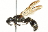  ( - 10BBCHY-3430)  @13 [ ] CreativeCommons - Attribution (2011) CBG Photography Group Centre for Biodiversity Genomics