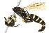  ( - 10BBCHY-3438)  @12 [ ] CreativeCommons - Attribution (2011) CBG Photography Group Centre for Biodiversity Genomics