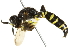  ( - 10BBCHY-3439)  @13 [ ] CreativeCommons - Attribution (2011) CBG Photography Group Centre for Biodiversity Genomics