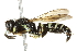  ( - 10BBCHY-3440)  @13 [ ] CreativeCommons - Attribution (2011) CBG Photography Group Centre for Biodiversity Genomics