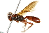  ( - 10BBCHY-3445)  @14 [ ] CreativeCommons - Attribution (2011) CBG Photography Group Centre for Biodiversity Genomics