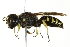  ( - 10BBCHY-3502)  @14 [ ] CreativeCommons - Attribution (2011) CBG Photography Group Centre for Biodiversity Genomics