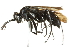  ( - 10BBCHY-3517)  @13 [ ] CreativeCommons - Attribution (2011) CBG Photography Group Centre for Biodiversity Genomics