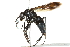  ( - 10BBCHY-3519)  @11 [ ] CreativeCommons - Attribution (2011) CBG Photography Group Centre for Biodiversity Genomics