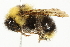  ( - 10BBCHY-3193)  @15 [ ] CreativeCommons - Attribution (2011) CBG Photography Group Centre for Biodiversity Genomics