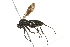  (Anoplius nigerrimus - 10BBCHY-3611)  @15 [ ] CreativeCommons - Attribution (2011) CBG Photography Group Centre for Biodiversity Genomics