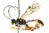  ( - 10BBCHY-3634)  @13 [ ] CreativeCommons - Attribution (2011) CBG Photography Group Centre for Biodiversity Genomics