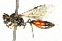 ( - 10BBCHY-3651)  @13 [ ] CreativeCommons - Attribution (2011) CBG Photography Group Centre for Biodiversity Genomics