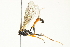  ( - 10BBCHY-3676)  @13 [ ] CreativeCommons - Attribution (2011) CBG Photography Group Centre for Biodiversity Genomics