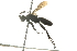  ( - 10BBCHY-3743)  @13 [ ] CreativeCommons - Attribution (2011) CBG Photography Group Centre for Biodiversity Genomics