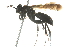  ( - 10BBCHY-3747)  @12 [ ] CreativeCommons - Attribution (2011) CBG Photography Group Centre for Biodiversity Genomics