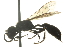  ( - 10BBCHY-3754)  @13 [ ] CreativeCommons - Attribution (2011) CBG Photography Group Centre for Biodiversity Genomics