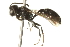  ( - 10BBCHY-3778)  @13 [ ] CreativeCommons - Attribution (2011) CBG Photography Group Centre for Biodiversity Genomics