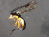  (Aleiodes albitibia - 08BBHYM-1051)  @12 [ ] CreativeCommons - Attribution (2009) Unspecified Centre for Biodiversity Genomics