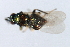  ( - 08BBHYM-1274)  @12 [ ] CreativeCommons - Attribution (2009) Unspecified Centre for Biodiversity Genomics