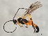  (Aleiodes terminalis - 08BBHYM-1668)  @14 [ ] CreativeCommons - Attribution (2010) Unspecified Centre for Biodiversity Genomics