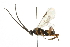  ( - PCPP10-0852)  @13 [ ] CreativeCommons - Attribution (2011) CBG Photography Group Centre for Biodiversity Genomics