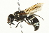 ( - BIOUG00316-D09)  @13 [ ] CreativeCommons - Attribution (2011) CBG Photography Group Centre for Biodiversity Genomics
