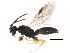  (Sierolomorphidae - PCPP10-0500)  @14 [ ] CreativeCommons - Attribution (2011) CBG Photography Group Centre for Biodiversity Genomics