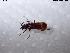  (Rhagonycha martini - BGE_00706_G03)  @11 [ ] Creative Commons Attribution NonCommercial ShareAlike (2025) (2025) Research Center in Biodiversity and Genetic Resources Research Center in Biodiversity and Genetic Resources