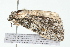  ( - 09BBLEP-04511)  @12 [ ] CreativeCommons - Attribution (2009) Unspecified Centre for Biodiversity Genomics