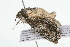  ( - 09BBLEP-04515)  @12 [ ] CreativeCommons - Attribution (2009) Unspecified Centre for Biodiversity Genomics
