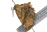  ( - 09BBLEP-04620)  @12 [ ] CreativeCommons - Attribution (2009) Unspecified Centre for Biodiversity Genomics