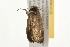  ( - 09BBLEP-04866)  @13 [ ] CreativeCommons - Attribution (2009) Unspecified Centre for Biodiversity Genomics