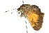 ( - 09BBLEP-04685)  @12 [ ] CreativeCommons - Attribution (2009) Unspecified Centre for Biodiversity Genomics