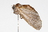  ( - 09BBLEP-04709)  @12 [ ] CreativeCommons - Attribution (2009) Unspecified Centre for Biodiversity Genomics