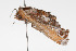  ( - 09BBLEP-04724)  @12 [ ] CreativeCommons - Attribution (2009) Unspecified Centre for Biodiversity Genomics