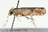  ( - 09BBLEP-04832)  @13 [ ] CreativeCommons - Attribution (2009) Unspecified Centre for Biodiversity Genomics