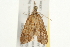  ( - 09BBELE-0586)  @13 [ ] CreativeCommons - Attribution (2009) Unspecified Centre for Biodiversity Genomics