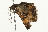  ( - 09BBELE-0160)  @12 [ ] CreativeCommons - Attribution (2009) Unspecified Centre for Biodiversity Genomics