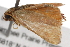  ( - BIOUG01416-B11)  @12 [ ] CreativeCommons - Attribution (2012) CBG Photography Group Centre for Biodiversity Genomics